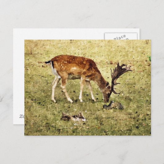 DEER BRIEFKAART (Voorkant / Achterkant)