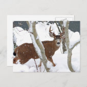 Deer Buck in Snow Briefkaart (Voorkant / Achterkant)
