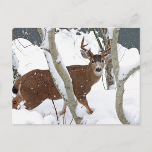 Deer Buck in Snow Briefkaart