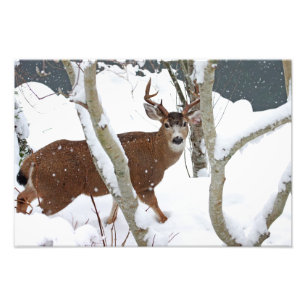 Deer Buck in Snow Foto Afdruk