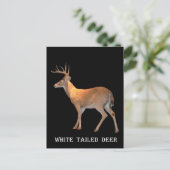 Deer (Buck) White-Tailed Briefkaart (Staand voorkant)