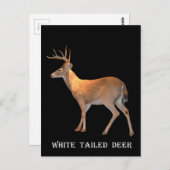 Deer (Buck) White-Tailed Briefkaart (Voorkant / Achterkant)
