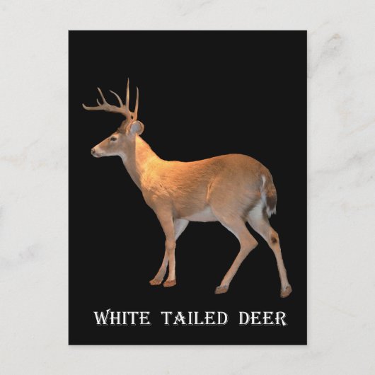 Deer (Buck) White-Tailed Briefkaart (Voorkant)