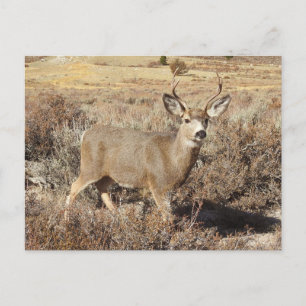 Deer, buck, wildlife, briefkaart