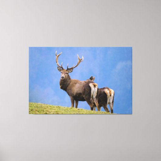 Deer Canvas Afdruk (Voorkant)
