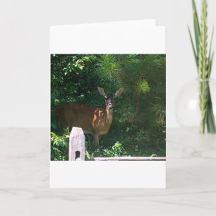 Deer, carte