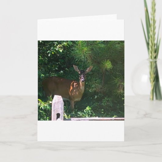 Deer, carte (Devant)