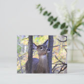 Deer Close-up Briefkaart (Staand voorkant)