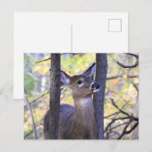 Deer Close-up Briefkaart (Voorkant / Achterkant)