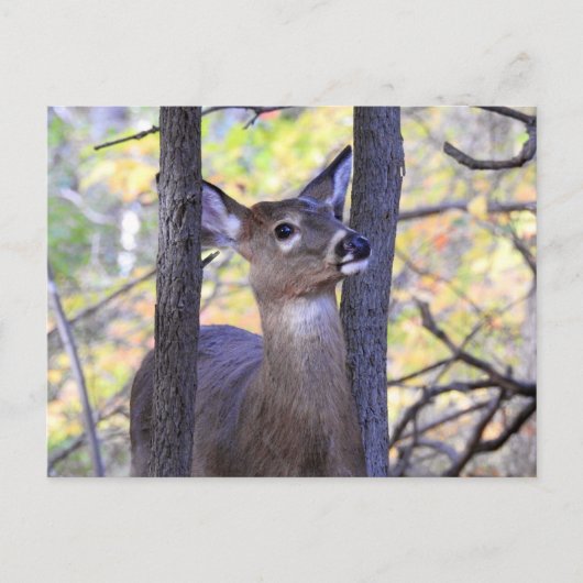 Deer Close-up Briefkaart (Voorkant)