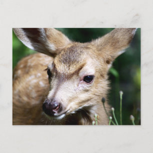 Deer Closeup Briefkaart