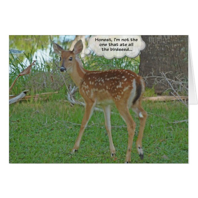 Deer denkt na over vogelzaad (Voorkant Horizontaal)