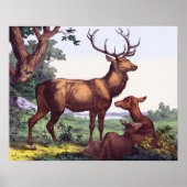 Deer Family  Poster (Voorkant)