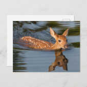 Deer Fawn | Minnesota Briefkaart (Voorkant / Achterkant)