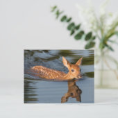 Deer Fawn | Minnesota Briefkaart (Staand voorkant)