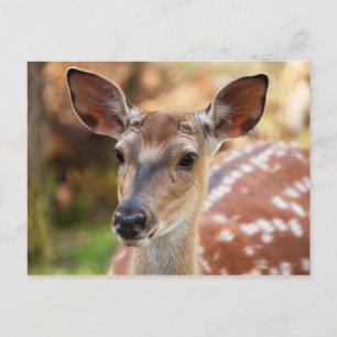 Deer Fawn Portret Briefkaart
