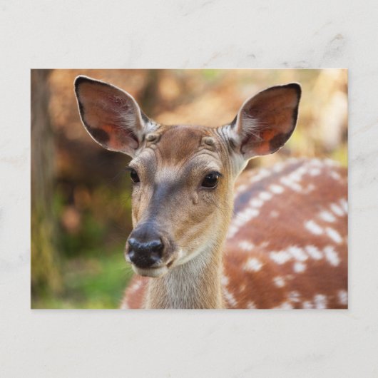 Deer Fawn Portret Briefkaart (Voorkant)