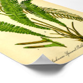 Deer Fern (Blechnum spicant) Poster (Hoek)