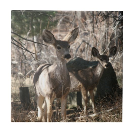 Deer gezegde hallo tegeltje (Voorkant)