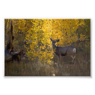 Deer - Grand Canyon National Park - Arizona Foto Afdruk