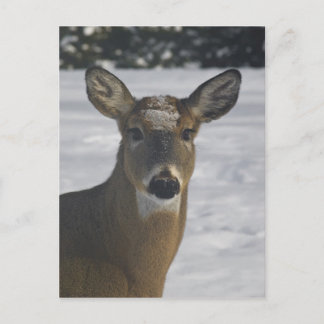 Deer Head Briefkaart