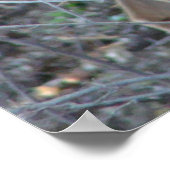 Deer in Bossen Poster (Hoek)