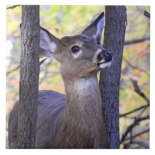 Deer in de Bossen Tegeltje (Voorkant)