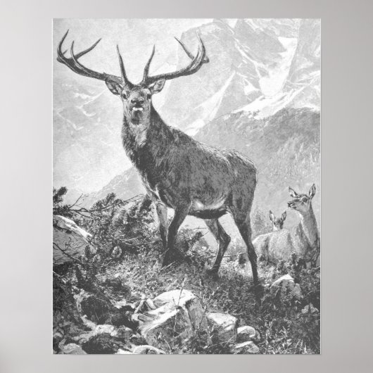 Deer in de hoge bergen poster (Voorkant)