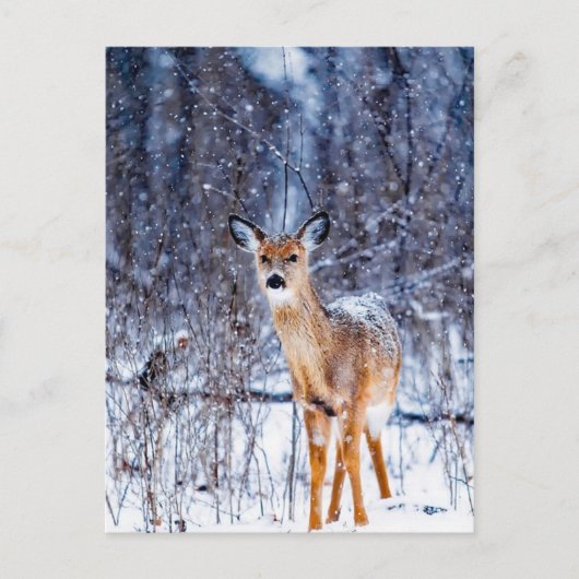 Deer in de sneeuw, briefkaart (Voorkant)