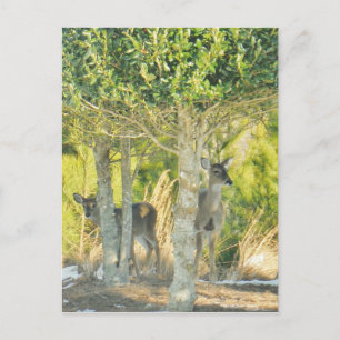 Deer in de sneeuw briefkaart