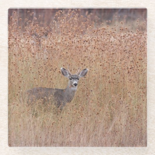 Deer in de weide glazen onderzetter (Voorkant)