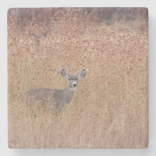 Deer in de weide stenen onderzetter