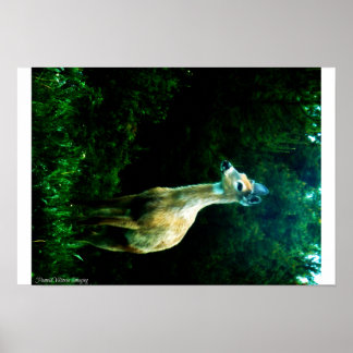 Deer in Dusk Poster