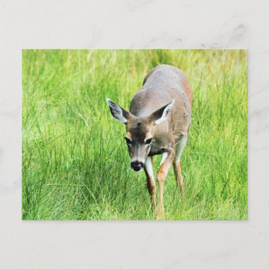 Deer in een open veld briefkaart (Voorkant)