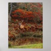 Deer in Fall Colors Poster (Voorkant)