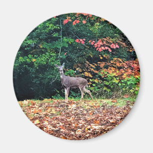 Deer in het bos, Oregon Magneet