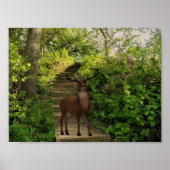 Deer in het bos. poster (Voorkant)