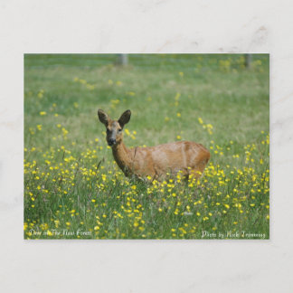 Deer in het nieuwe bos briefkaart