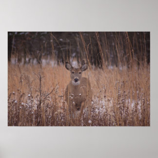 Deer in het park poster