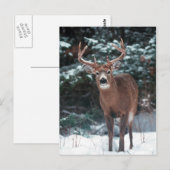 Deer in het sneeuwBriefkaart Briefkaart (Voorkant / Achterkant)