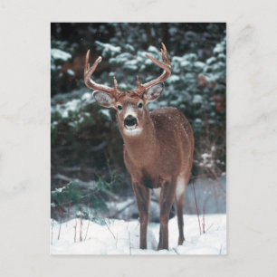 Deer in het sneeuwBriefkaart Briefkaart