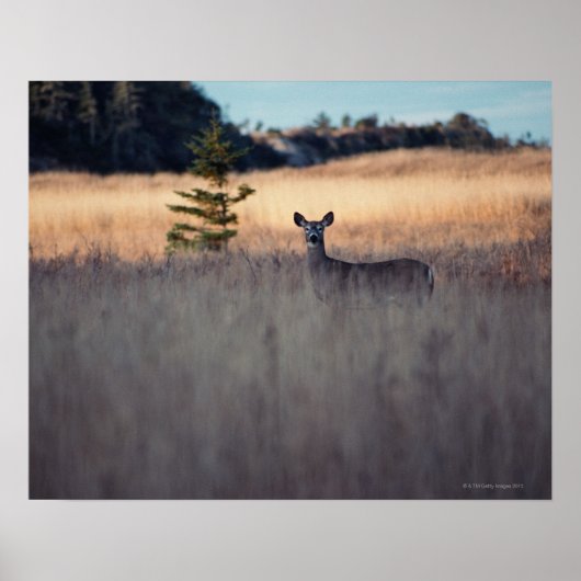 Deer in het veld poster (Voorkant)