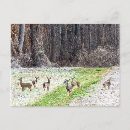 Deer in het voorste Briefkaart (Voorkant)