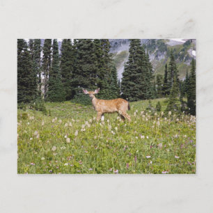 Deer in Paradise Park Briefkaart