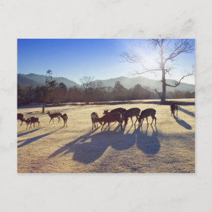 Deer in park in Nara, prefectuur Nara, Japan Briefkaart