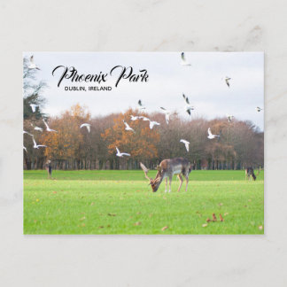 Deer in Phoenix Park Dublin Briefkaart
