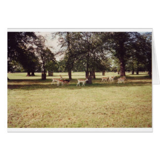 Deer in Richmond Park