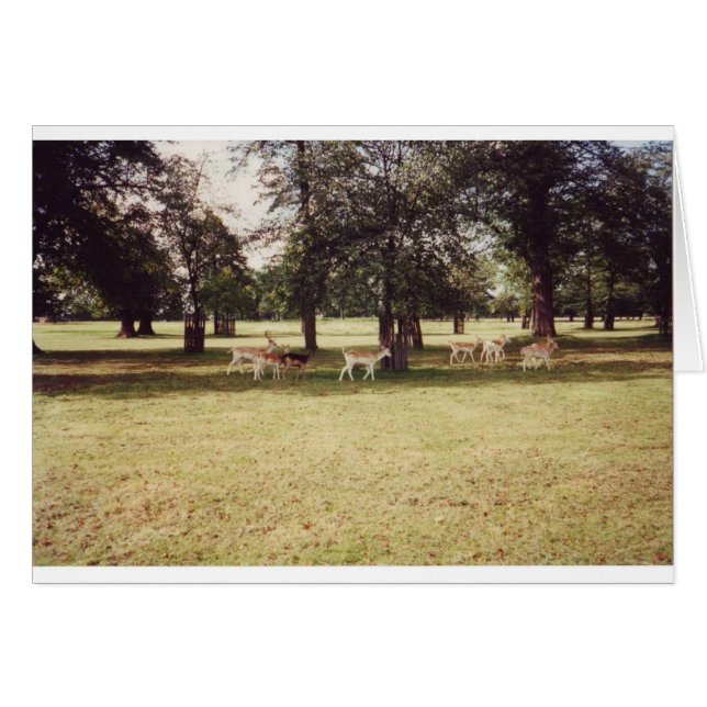 Deer in Richmond Park (Voorkant Horizontaal)