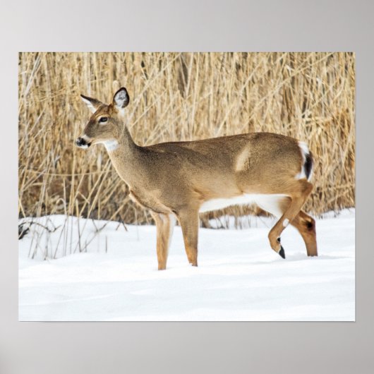 Deer in sneeuw poster (Voorkant)