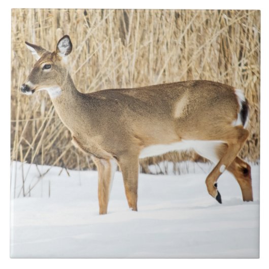 Deer in sneeuw tegeltje (Voorkant)